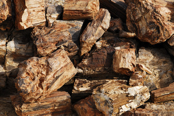 Versteinertes Holz