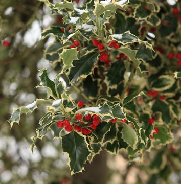 houx bicolore commun ou ilex aquifolium