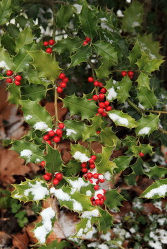 houx et neige de no&euml;l