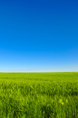 Obraz premium Vibrant simple meadow landscape