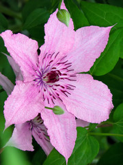 Flower of pink clematis