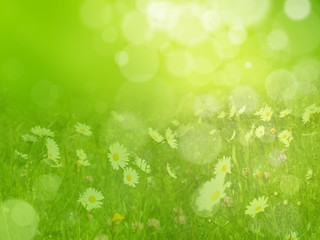 Fototapeta premium Dreamy spring meadow