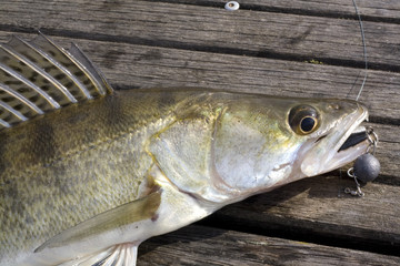 pikeperch