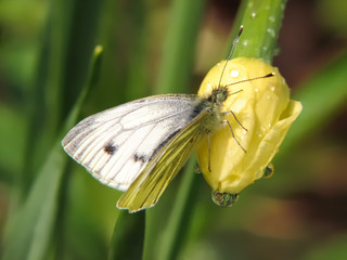 The butterfly sitting on a flower of narcissus