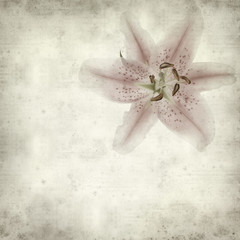 Fototapeta na wymiar textured old paper background with pale pink and white lily flow