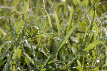 Roséematinaleherbe et gouttes d'eau