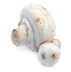 Champignons on white