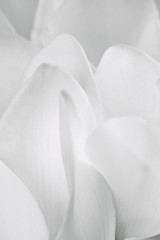 Soft White Cyclamen Petals Macro Closeup Background