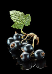 Blackcurrant bunch with leaf