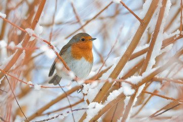 robin © kamil boberski