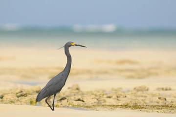 Reef Egret, egretta gularis