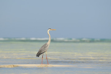 grey heron, Ardea cinerea