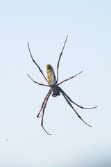 spider