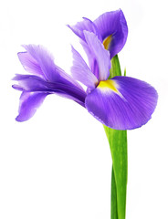 blue iris isolated