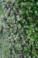 texture of moss on tree