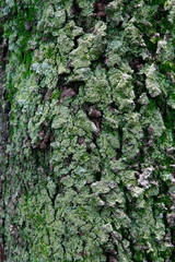 texture of moss on tree