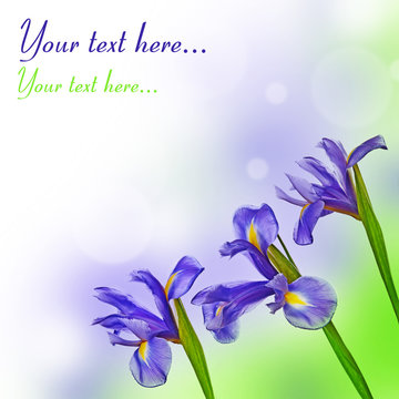 card with iris flowers