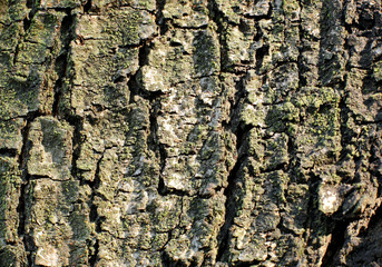 Tree bark texture