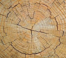 Cross Section of Cut Log