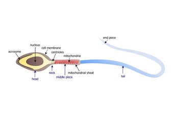 Anatomy of a human sperm
