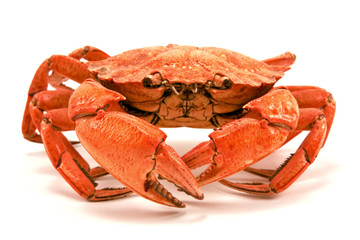 red boiled crab isolated on white background
