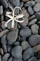 Flower on grey stone river pebbles