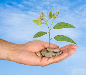 Palm with a tree growng from pile of coins