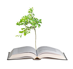 Young orange tree growing from book