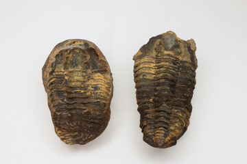 Trilobite, splitted, Morocco