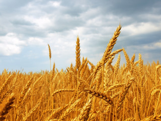 wheat field