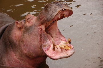 L' hippopotame