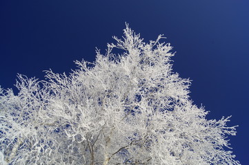 Raureif und Himmel