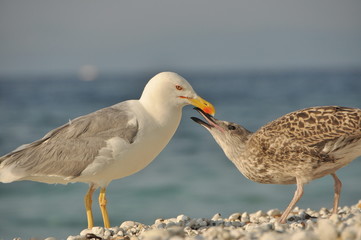 seagulls