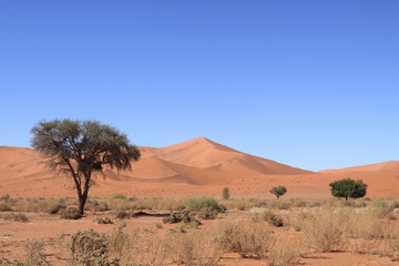 Fototapeta na wymiar Dune et arbre dans le désert du Namib