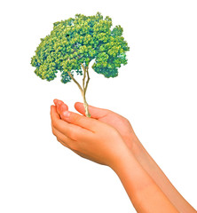 Tree in hands