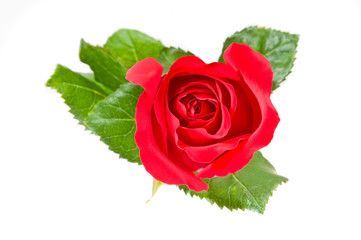 Red rose over white