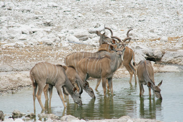 Koudous près d'un point d'eau