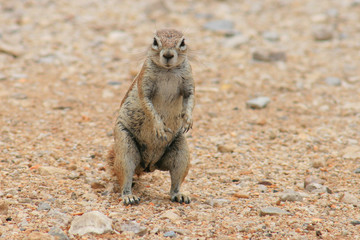 écureuil terrestre de namibie