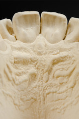 plaster cast, detail of upper jaw