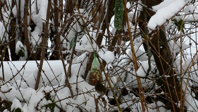 Singvogelwinterf&uuml;tterung
