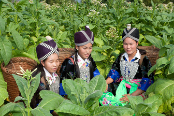 Hmong von Laos ernten Tabak