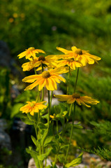 yellow flowers