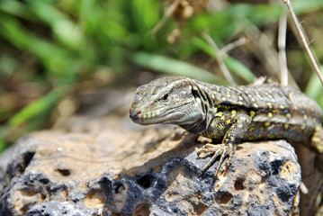 Lizard portrait