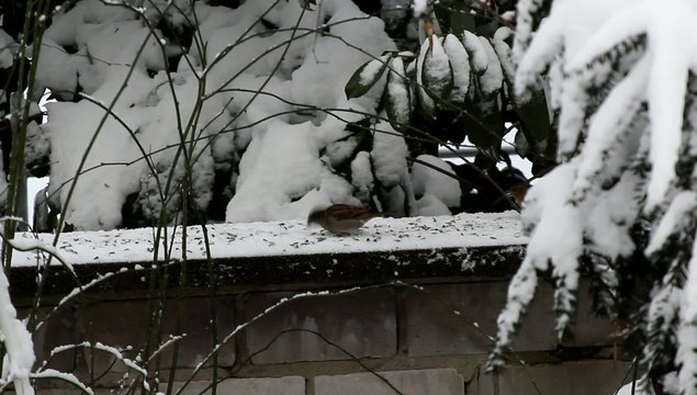 Der Spatz pickt auf der Mauer