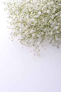 469 547 最適な かすみ草 画像 ストック写真 ベクター Adobe Stock 469 547 最適な かすみ草 画像 ストック写真 ベクター Adobe Stock
