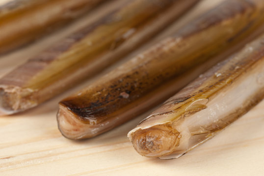 Razor clams