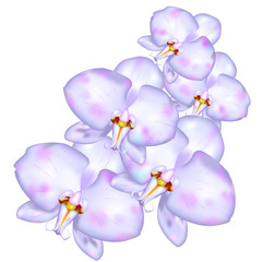 Fototapeta na wymiar Orchids like design element
