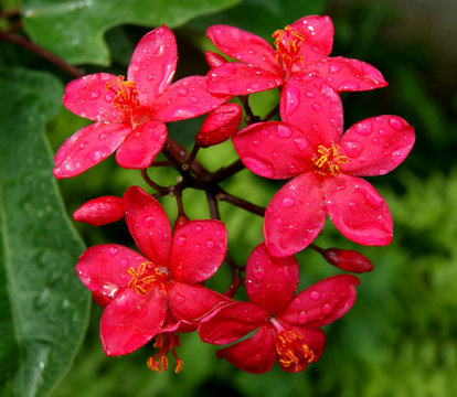 Fleurs de Jatropha Integerrima