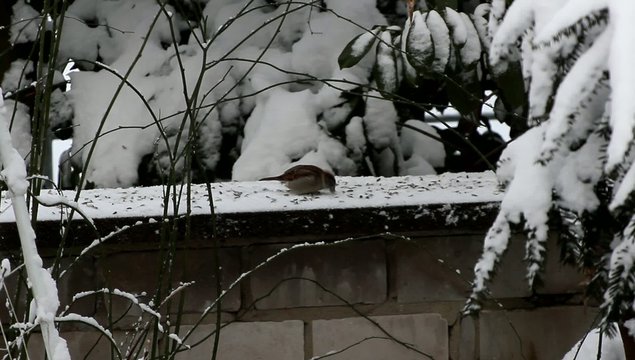 Dem Spatz schmecken die K&ouml;rner