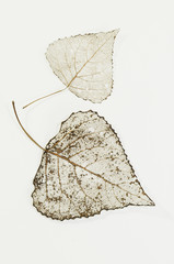 Blatt der Schwarzpappel (Populus nigra)